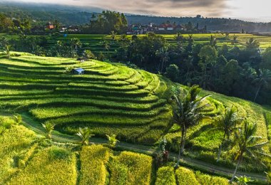 Penebel Bölgesi, Tabanan Regency, Bali, Endonezya 'daki Jatiluwih Rice Terasları manzarası. UNESCO 'nun dünya kültür mirası sahası