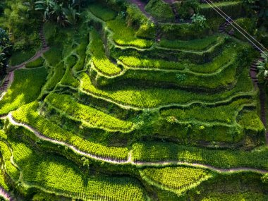 Gianyar Regency, Bali, Endonezya 'da Tegallalang pirinç terası