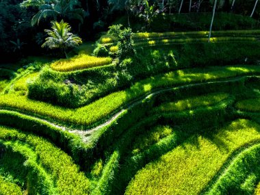 Gianyar Regency, Bali, Endonezya 'da Tegallalang pirinç terası
