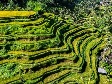 Gianyar Regency, Bali, Endonezya 'da Tegallalang pirinç terası