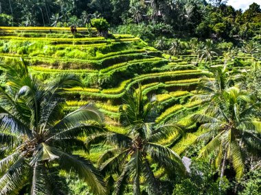 Gianyar Regency, Bali, Endonezya 'da Tegallalang pirinç terası