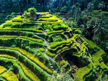 Gianyar Regency, Bali, Endonezya 'da Tegallalang pirinç terası