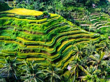 Gianyar Regency, Bali, Endonezya 'da Tegallalang pirinç terası