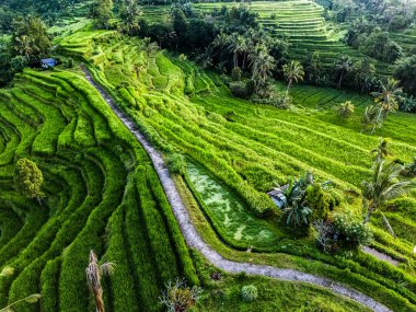 Penebel Bölgesi, Tabanan Regency, Bali, Endonezya 'daki Jatiluwih Rice Terasları manzarası. UNESCO 'nun dünya kültür mirası sahası