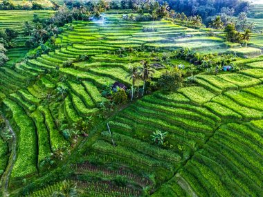 Landscape view of Jatiluwih Rice Terraces in Penebel District, Tabanan Regency, Bali, Indonesia. UNESCO's world's cultural heritage site clipart