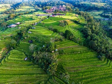 Penebel Bölgesi, Tabanan Regency, Bali, Endonezya 'daki Jatiluwih Rice Terasları manzarası. UNESCO 'nun dünya kültür mirası sahası