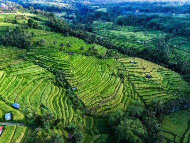 Penebel Bölgesi, Tabanan Regency, Bali, Endonezya 'daki Jatiluwih Rice Terasları manzarası. UNESCO 'nun dünya kültür mirası sahası