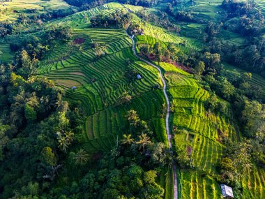 Penebel Bölgesi, Tabanan Regency, Bali, Endonezya 'daki Jatiluwih Rice Terasları manzarası. UNESCO 'nun dünya kültür mirası sahası