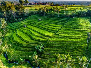 Landscape view of Jatiluwih Rice Terraces in Penebel District, Tabanan Regency, Bali, Indonesia. UNESCO's world's cultural heritage site clipart