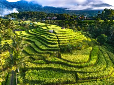 Penebel Bölgesi, Tabanan Regency, Bali, Endonezya 'daki Jatiluwih Rice Terasları manzarası. UNESCO 'nun dünya kültür mirası sahası