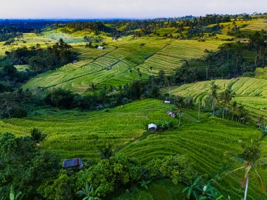 Penebel Bölgesi, Tabanan Regency, Bali, Endonezya 'daki Jatiluwih Rice Terasları manzarası. UNESCO 'nun dünya kültür mirası sahası