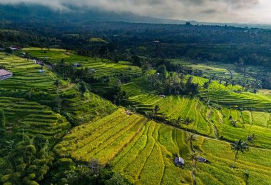 Penebel Bölgesi, Tabanan Regency, Bali, Endonezya 'daki Jatiluwih Rice Terasları manzarası. UNESCO 'nun dünya kültür mirası sahası