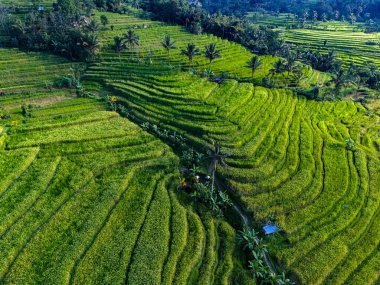 Penebel Bölgesi, Tabanan Regency, Bali, Endonezya 'daki Jatiluwih Rice Terasları manzarası. UNESCO 'nun dünya kültür mirası sahası