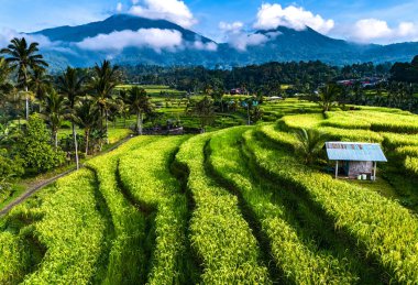 Penebel Bölgesi, Tabanan Regency, Bali, Endonezya 'daki Jatiluwih Rice Terasları manzarası. UNESCO 'nun dünya kültür mirası sahası