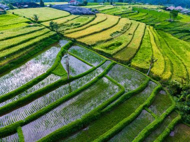 Penebel Bölgesi, Tabanan Regency, Bali, Endonezya 'daki Jatiluwih Rice Terasları manzarası. UNESCO 'nun dünya kültür mirası sahası