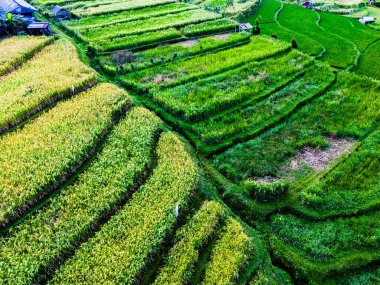 Penebel Bölgesi, Tabanan Regency, Bali, Endonezya 'daki Jatiluwih Rice Terasları manzarası. UNESCO 'nun dünya kültür mirası sahası