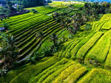 Penebel Bölgesi, Tabanan Regency, Bali, Endonezya 'daki Jatiluwih Rice Terasları manzarası. UNESCO 'nun dünya kültür mirası sahası