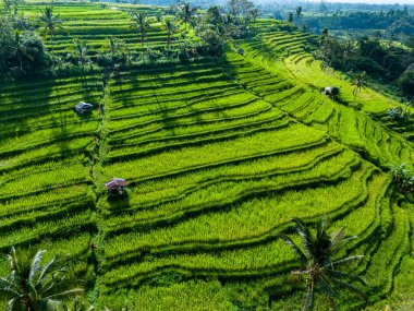 Penebel Bölgesi, Tabanan Regency, Bali, Endonezya 'daki Jatiluwih Rice Terasları manzarası. UNESCO 'nun dünya kültür mirası sahası