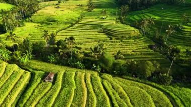 Penebel Bölgesi, Tabanan Regency, Bali, Endonezya 'daki Jatiluwih Rice Terasları manzarası. UNESCO 'nun dünya kültür mirası sahası