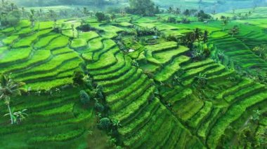 Penebel Bölgesi, Tabanan Regency, Bali, Endonezya 'daki Jatiluwih Rice Terasları manzarası. UNESCO 'nun dünya kültür mirası sahası