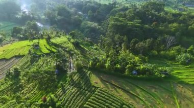 Sidemen 'in tarım arazisi, Karangasem Regency, Bali, Endonezya