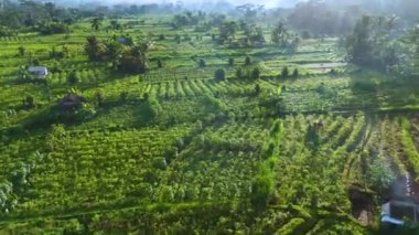 Sidemen 'in tarım arazisi, Karangasem Regency, Bali, Endonezya