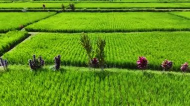 Payangan, Gianyar Regency, Bali, Endonezya 'daki pirinç tarlalarının manzarası