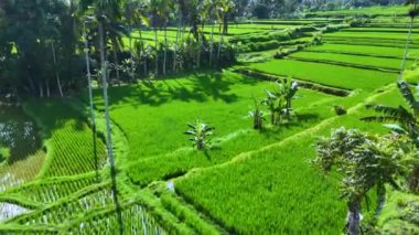 Payangan, Gianyar Regency, Bali, Endonezya 'daki pirinç tarlalarının manzarası