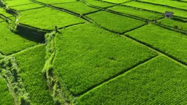 Payangan, Gianyar Regency, Bali, Endonezya 'daki pirinç tarlalarının manzarası