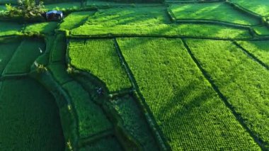 Payangan, Gianyar Regency, Bali, Endonezya 'daki pirinç tarlalarının manzarası