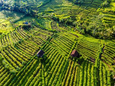 Sidemen 'in tarım arazisi, Karangasem Regency, Bali, Endonezya