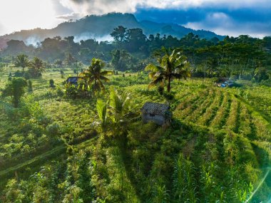 Sidemen 'in tarım arazisi, Karangasem Regency, Bali, Endonezya