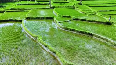 Payangan, Gianyar Regency, Bali, Endonezya 'daki pirinç tarlalarının manzarası