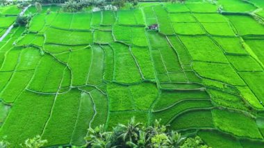 Payangan, Gianyar Regency, Bali, Endonezya 'daki pirinç tarlalarının manzarası