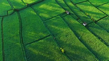 Payangan, Gianyar Regency, Bali, Endonezya 'daki pirinç tarlalarının manzarası