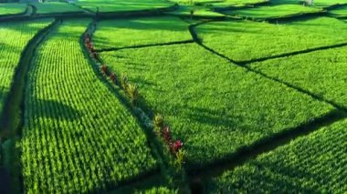 Payangan, Gianyar Regency, Bali, Endonezya 'daki pirinç tarlalarının manzarası