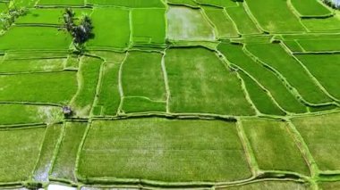Payangan, Gianyar Regency, Bali, Endonezya 'daki pirinç tarlalarının manzarası