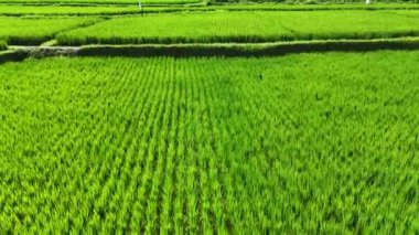 Payangan, Gianyar Regency, Bali, Endonezya 'daki pirinç tarlalarının manzarası