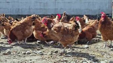 Geleneksel tavuk çiftliğinde tavuklar.