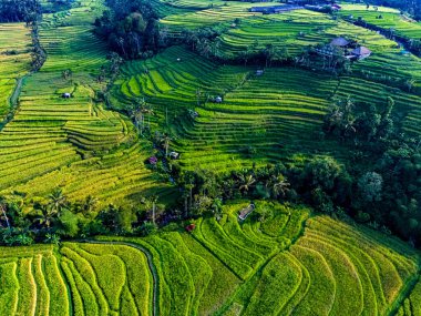 Penebel Bölgesi, Tabanan Regency, Bali, Endonezya 'daki Jatiluwih Rice Terasları manzarası. UNESCO 'nun dünya kültür mirası sahası