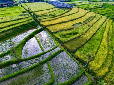 Penebel Bölgesi, Tabanan Regency, Bali, Endonezya 'daki Jatiluwih Rice Terasları manzarası. UNESCO 'nun dünya kültür mirası sahası