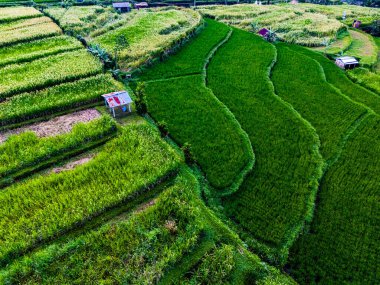 Penebel Bölgesi, Tabanan Regency, Bali, Endonezya 'daki Jatiluwih Rice Terasları manzarası. UNESCO 'nun dünya kültür mirası sahası