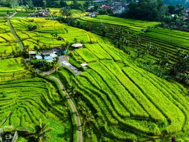 Penebel Bölgesi, Tabanan Regency, Bali, Endonezya 'daki Jatiluwih Rice Terasları manzarası. UNESCO 'nun dünya kültür mirası sahası