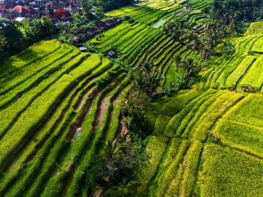 Landscape view of Jatiluwih Rice Terraces in Penebel District, Tabanan Regency, Bali, Indonesia. UNESCO's world's cultural heritage site clipart