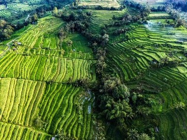 Penebel Bölgesi, Tabanan Regency, Bali, Endonezya 'daki Jatiluwih Rice Terasları manzarası. UNESCO 'nun dünya kültür mirası sahası