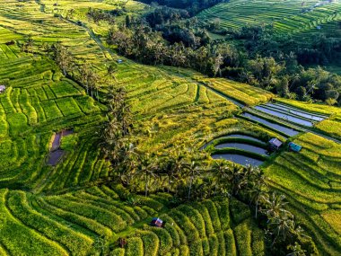 Penebel Bölgesi, Tabanan Regency, Bali, Endonezya 'daki Jatiluwih Rice Terasları manzarası. UNESCO 'nun dünya kültür mirası sahası