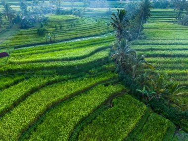 Landscape view of Jatiluwih Rice Terraces in Penebel District, Tabanan Regency, Bali, Indonesia. UNESCO's world's cultural heritage site clipart