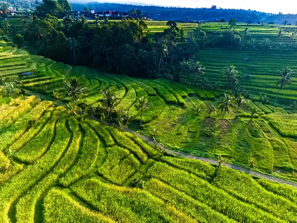 Penebel Bölgesi, Tabanan Regency, Bali, Endonezya 'daki Jatiluwih Rice Terasları manzarası. UNESCO 'nun dünya kültür mirası sahası