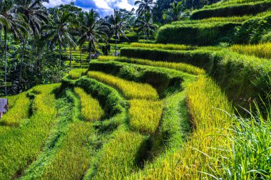 Gianyar Regency, Bali, Endonezya 'da Tegallalang pirinç terası