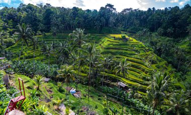 Gianyar Regency, Bali, Endonezya 'da Tegallalang pirinç terası